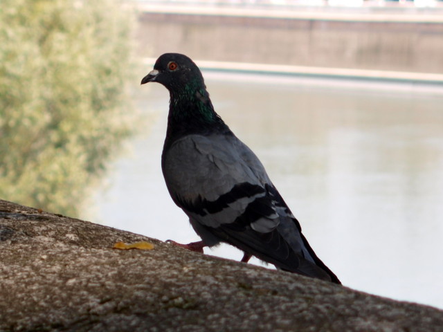 Verona